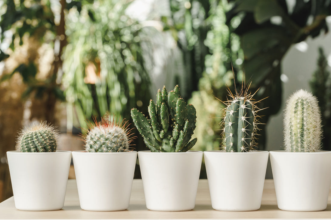 Five Miniature Cacti Houseplants With Other Plants In The Background