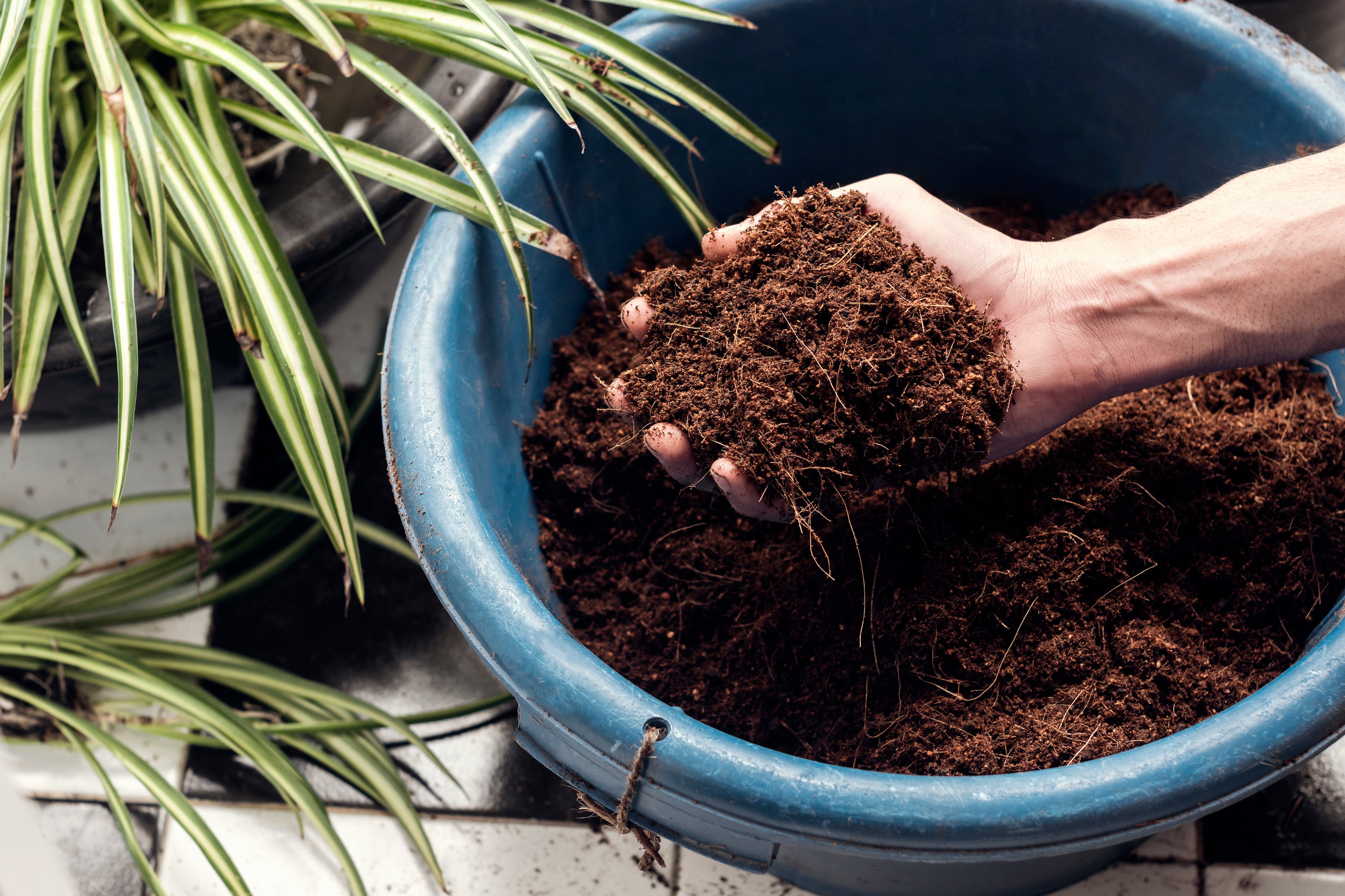 person scooping soil from plant pot containing Coco Coir