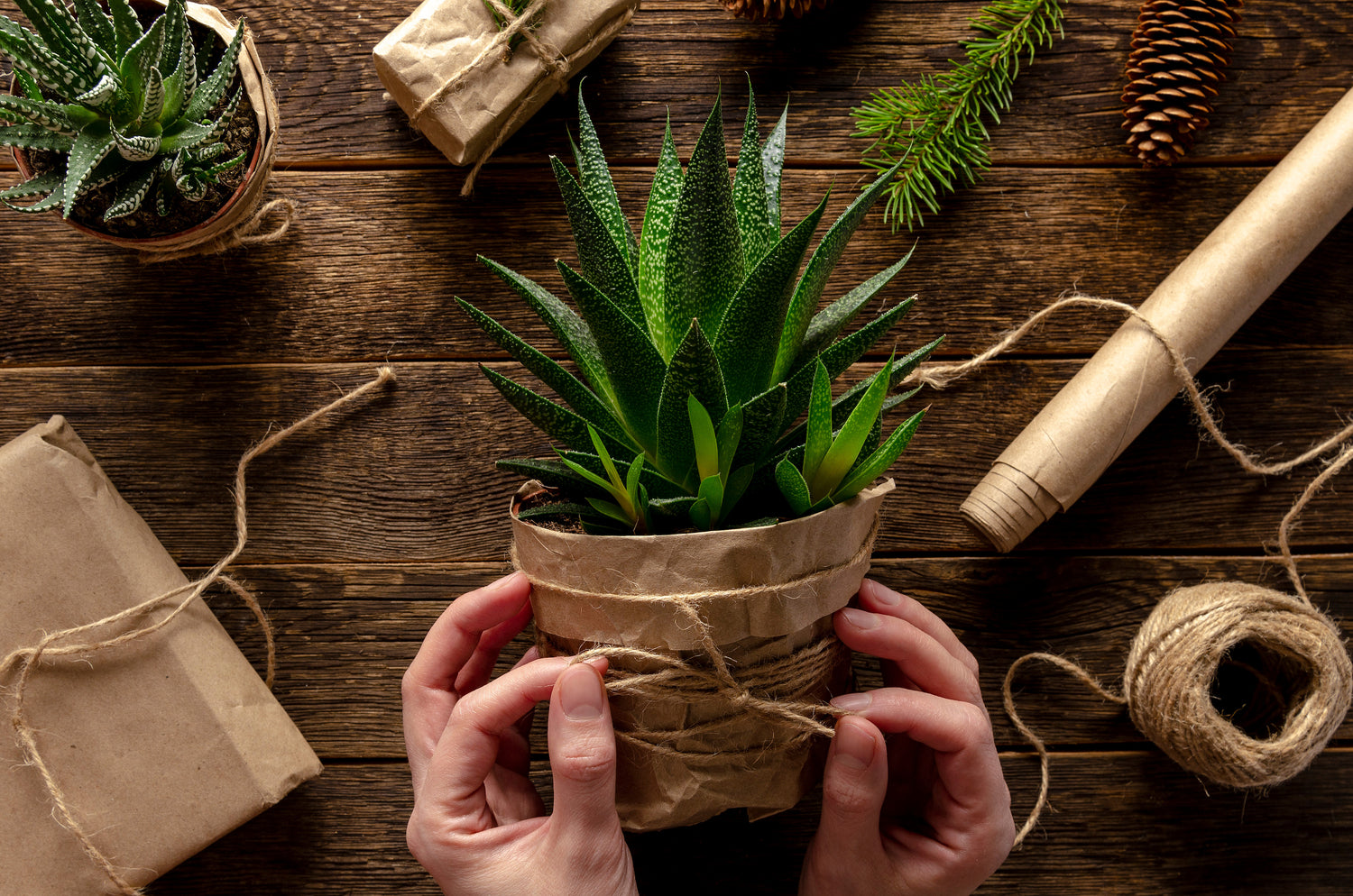 Shop Working Packaging Up A Houseplant Subscription Box For Shipment