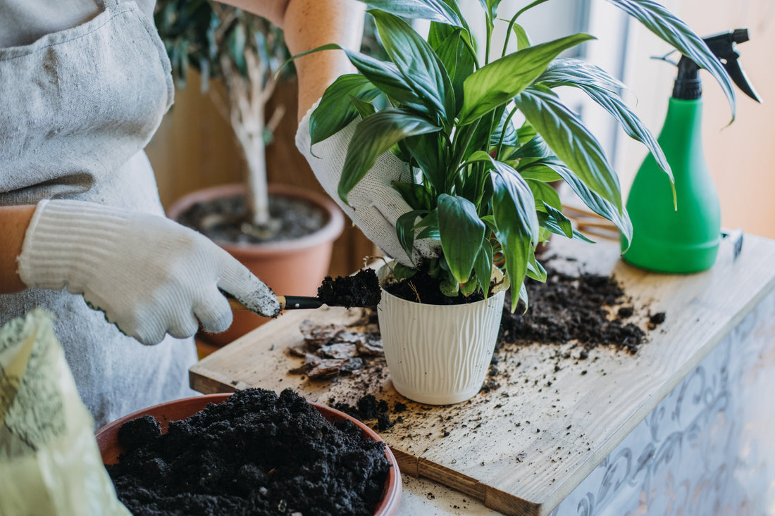 Person Repotting a Indoor Plant With Rich Potting Soil