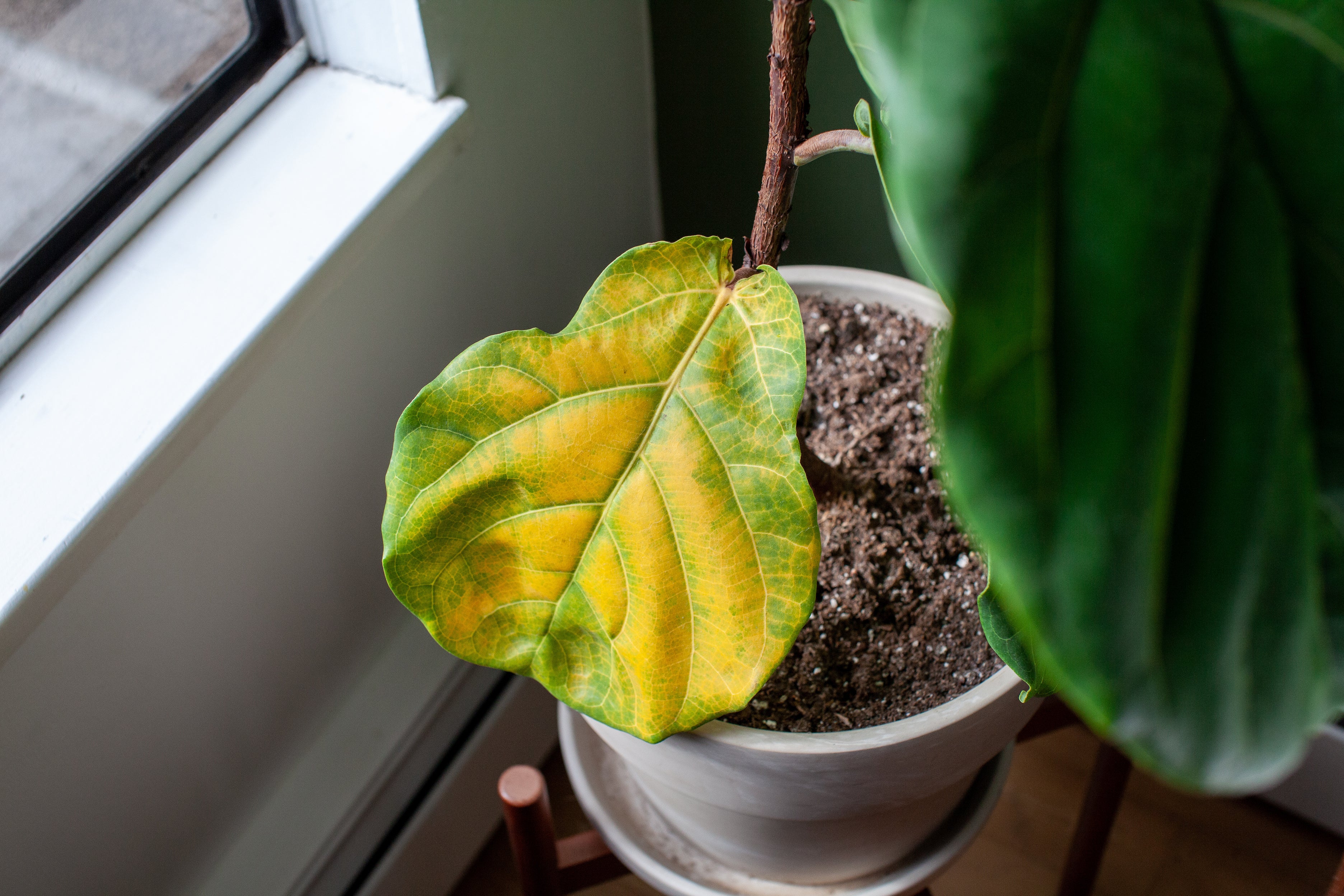 Fiddle Leaf Fig Houseplant With Single Yellowing Leaf