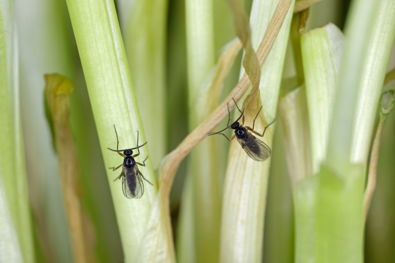 adult fungus gnats on houseplant