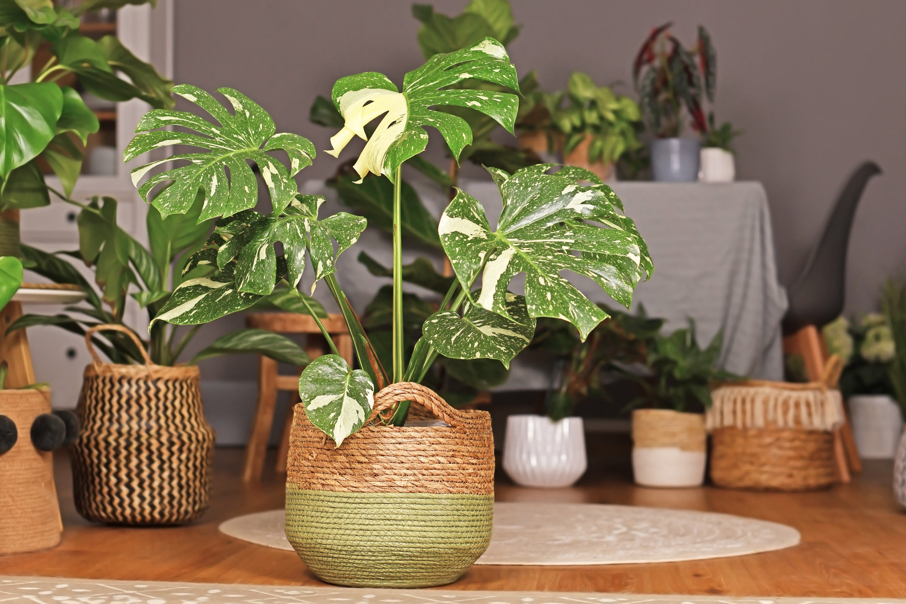 Large Thai Constellation Monstera In Woven Basket Pot Of Someones Living Room