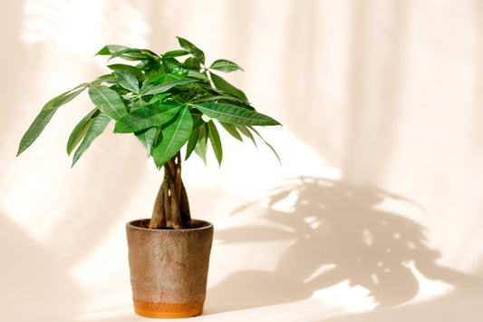 Image Of A Braided Money Tree In A Modern Pot