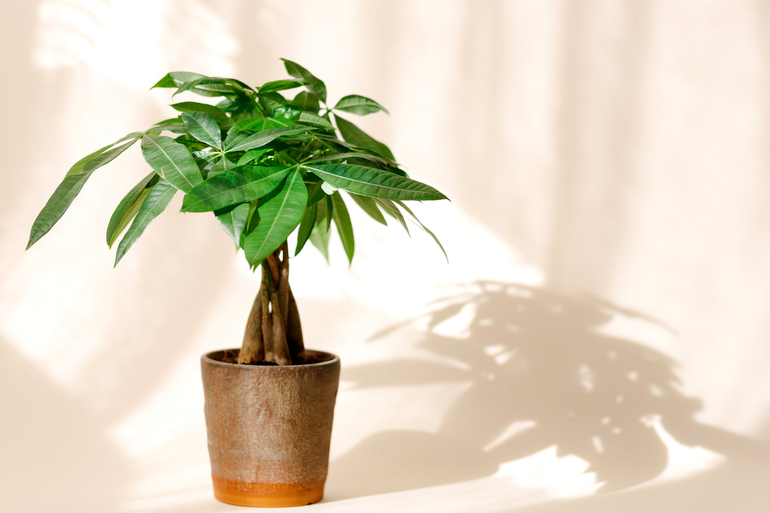 Image Of A Braided Money Tree In A Modern Pot