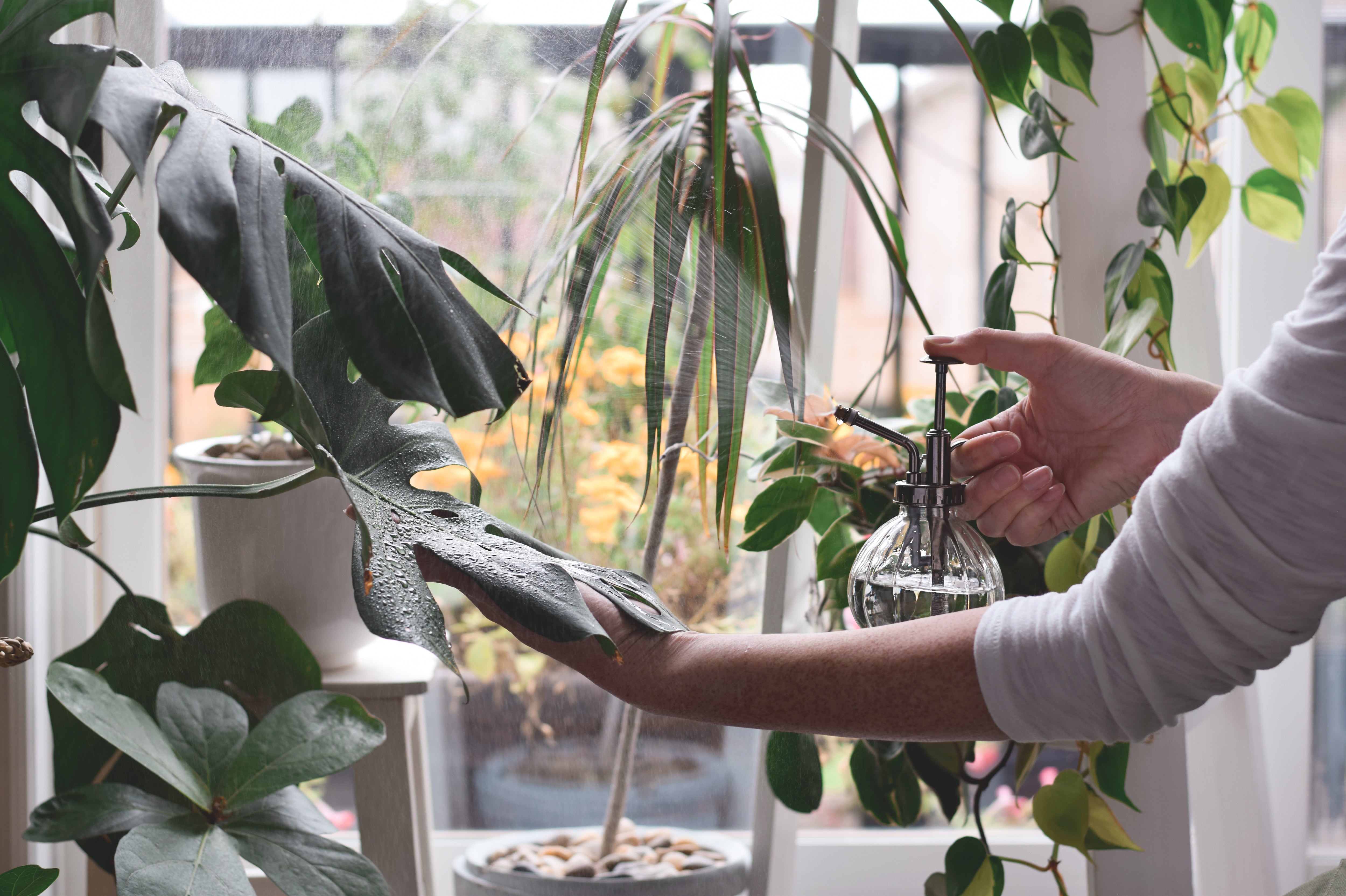 Should I Mist My Indoor Houseplants? | The Plant Lover Blog – Plant In ...