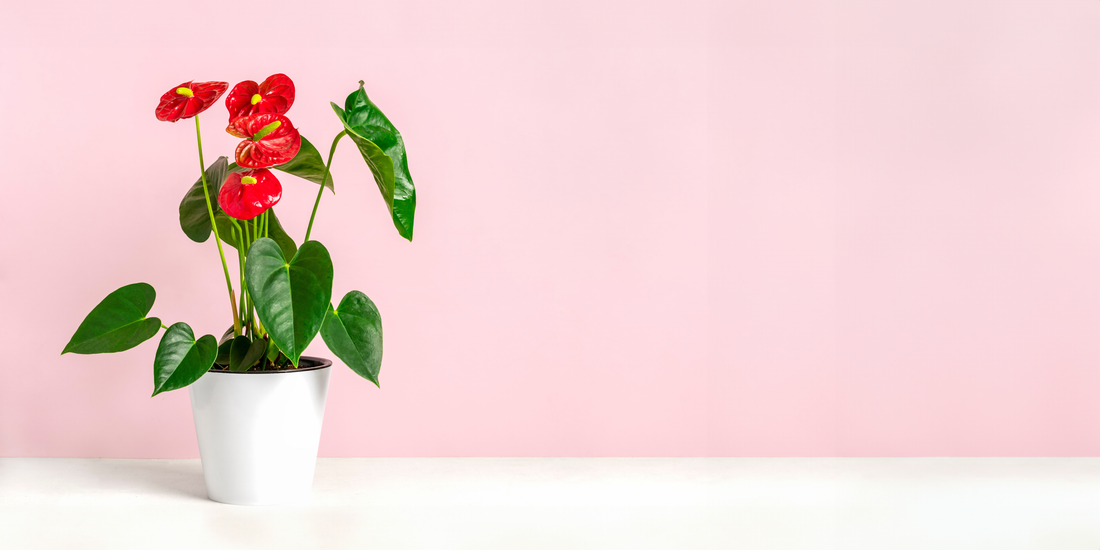 Picture of a potted anthurium andraeanum with red blooms/spaths