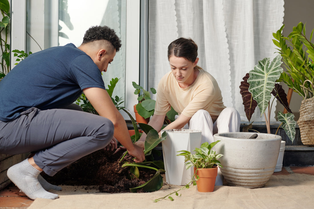 a man and woman repotting a large indoor houseplant