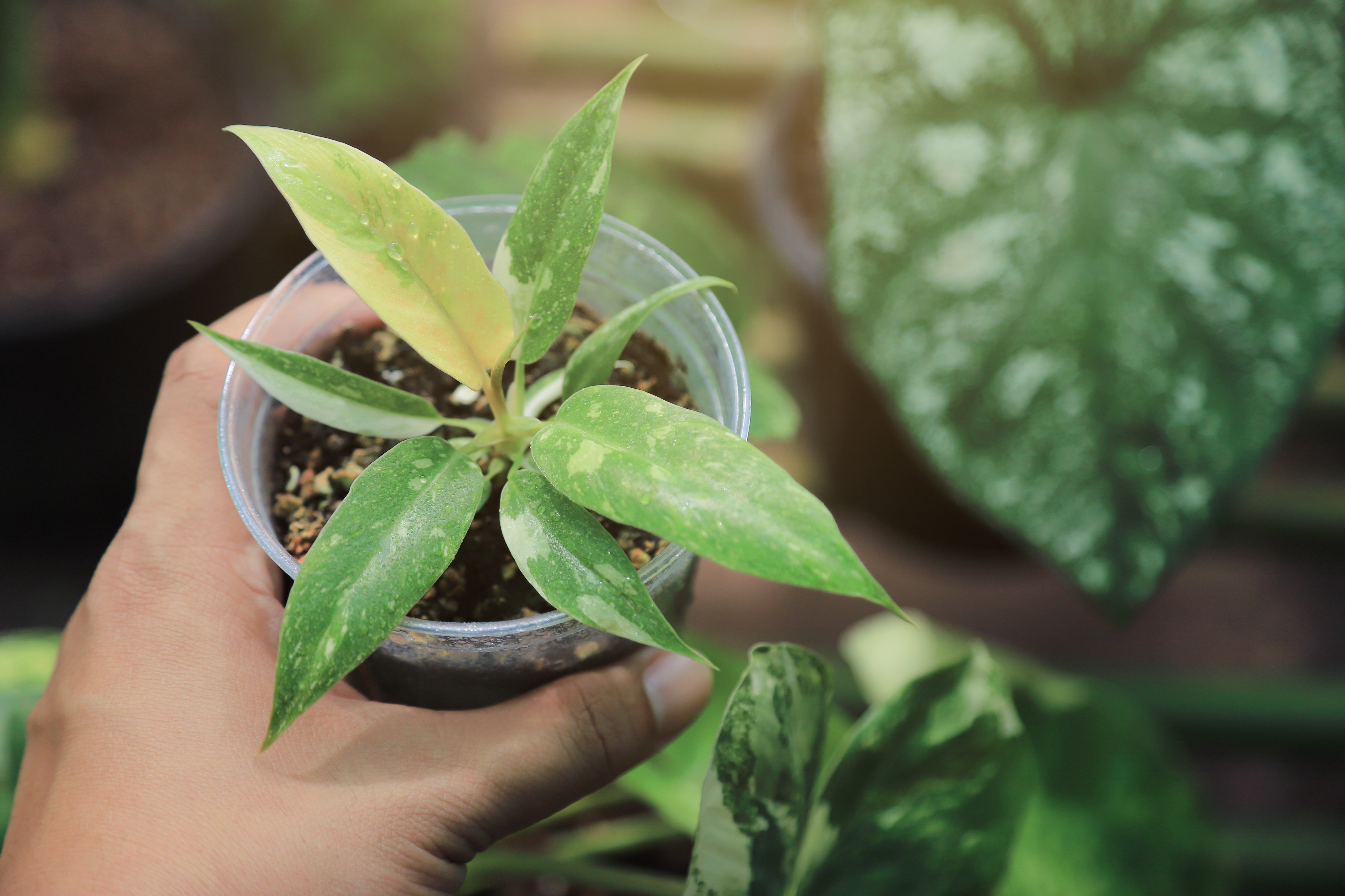 Person Holding A Cup With A Young Philodendron Houseplant