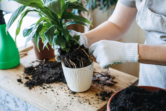 person up potting a peace lily houseplant