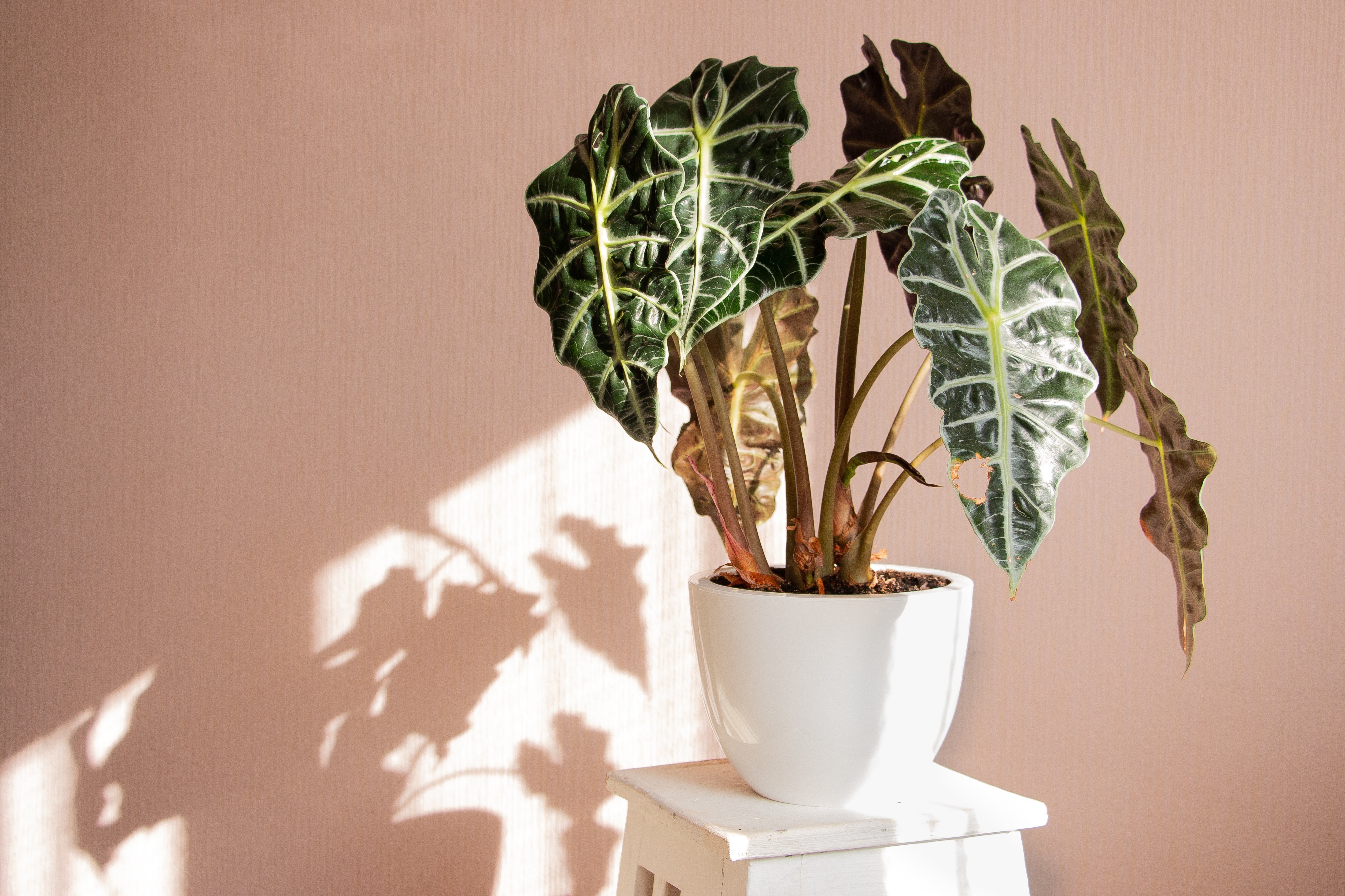 Alocasia Houseplant in white potter with indirect sunlight hitting plant