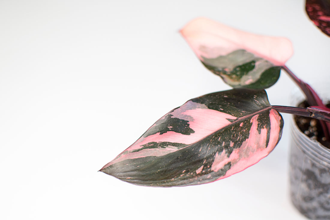 Close Up Of the Pink Coloring On Rare Pink Princess Philodendron Houseplant