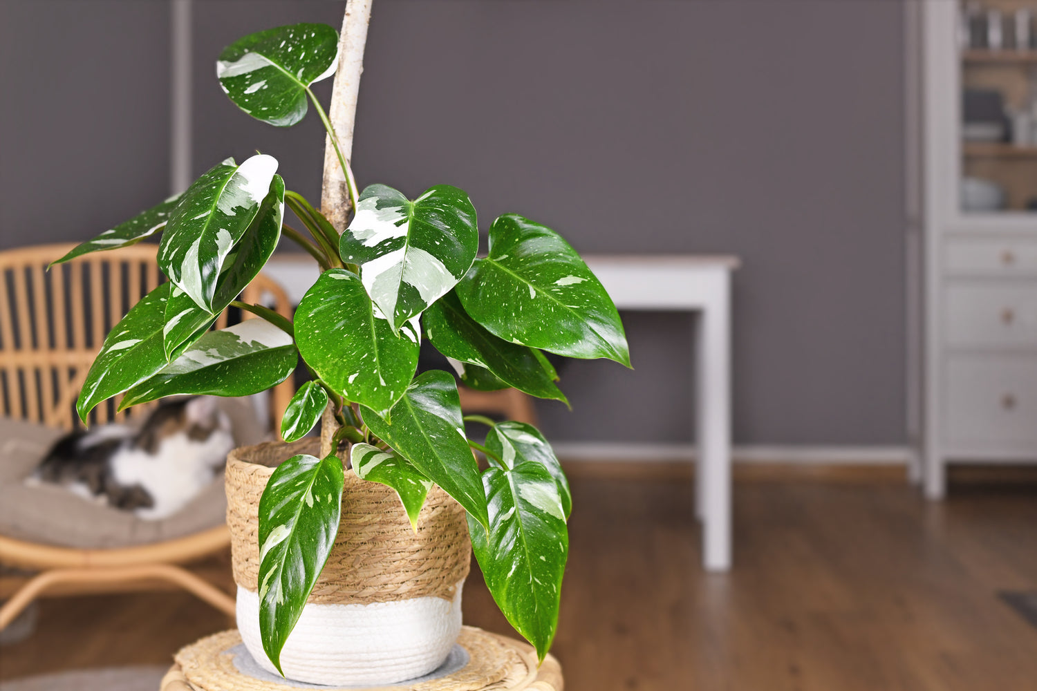 Variegated White Princess Philodendron In Pot