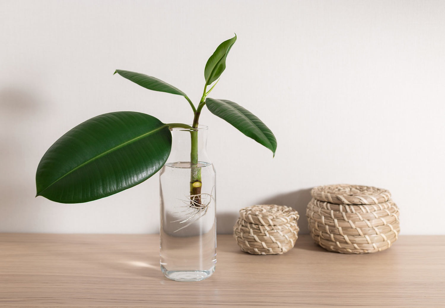 stem cutting being propagated in a glass of water