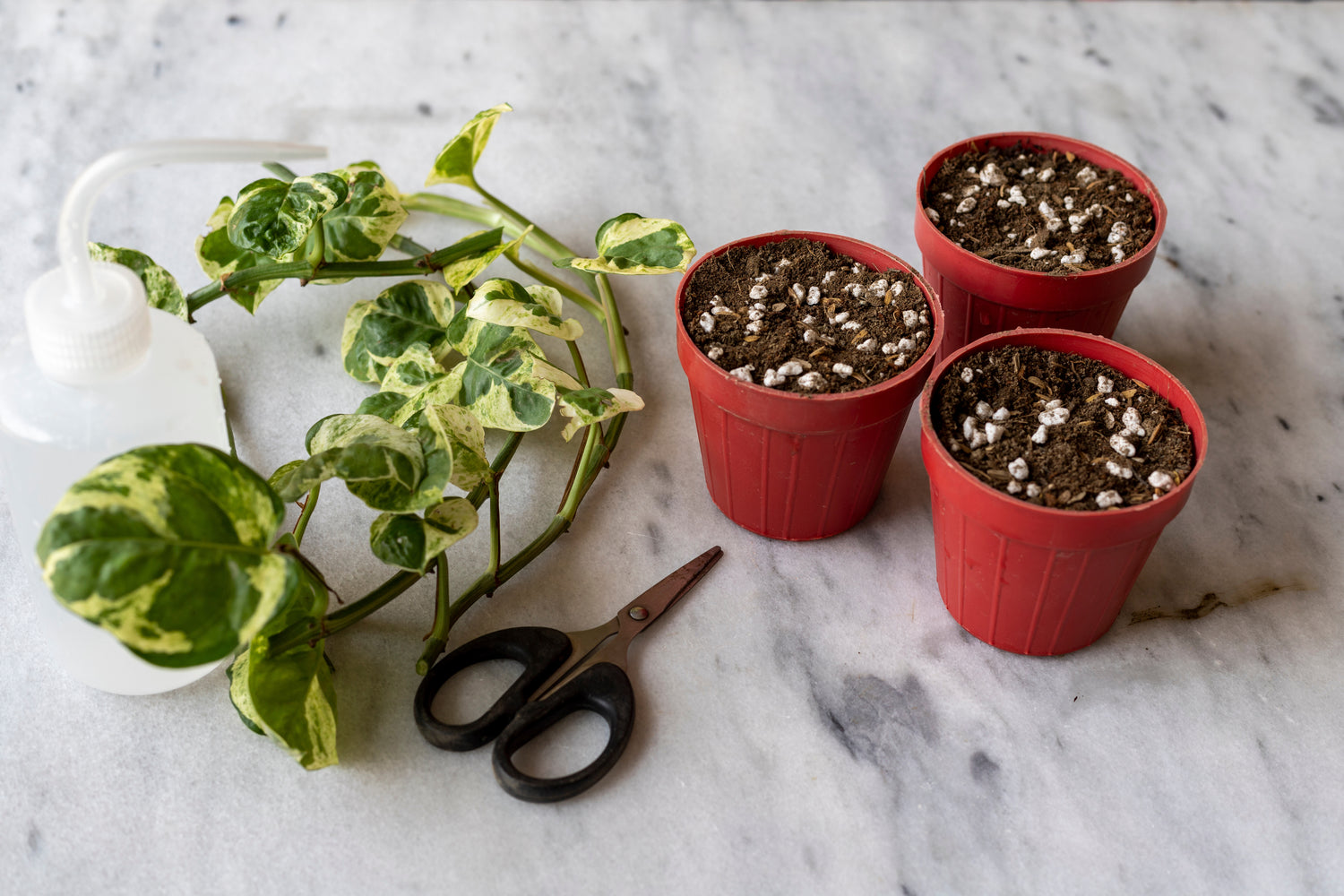Clipping From Pothos Ready to Be Propagated Into Soil