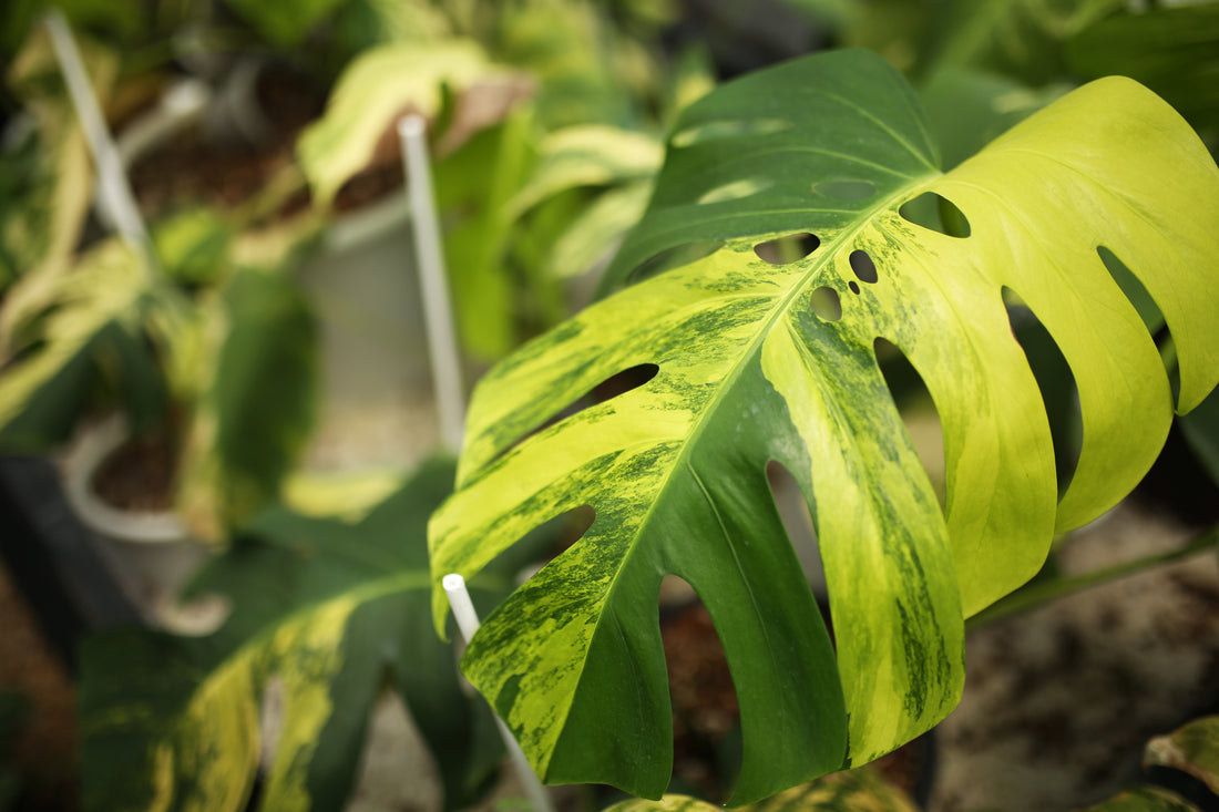 Monstera Aurea Houseplant Leaves Close Up