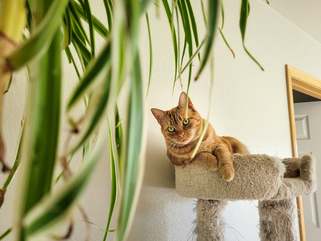 Cat Lounging On Its Cat Tree Looking At A Pet Friendly Spider Plant