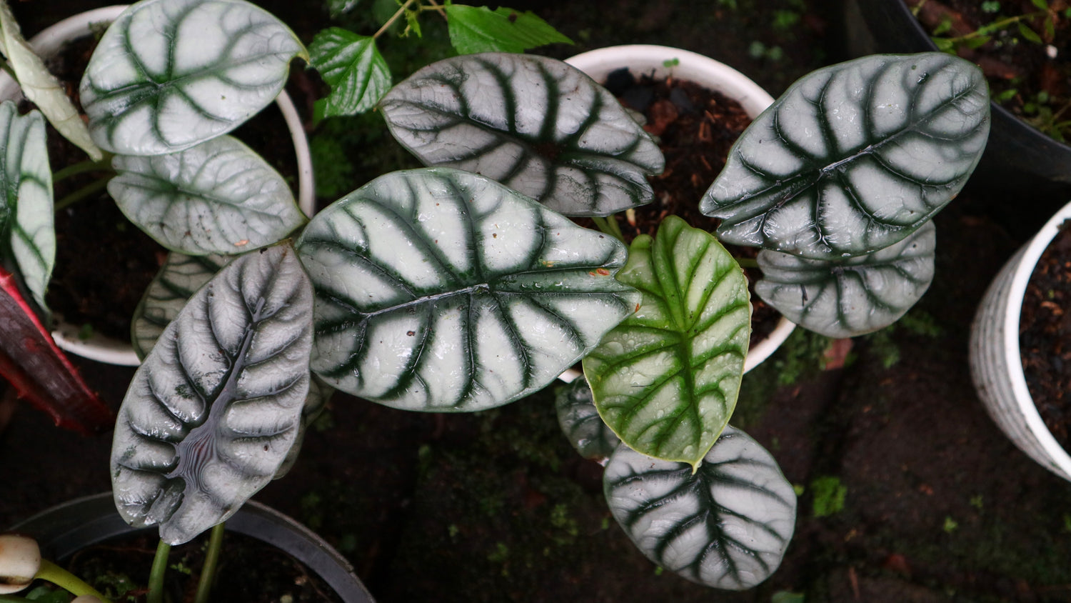 Alocasia Silver Dragon Houseplants From Above