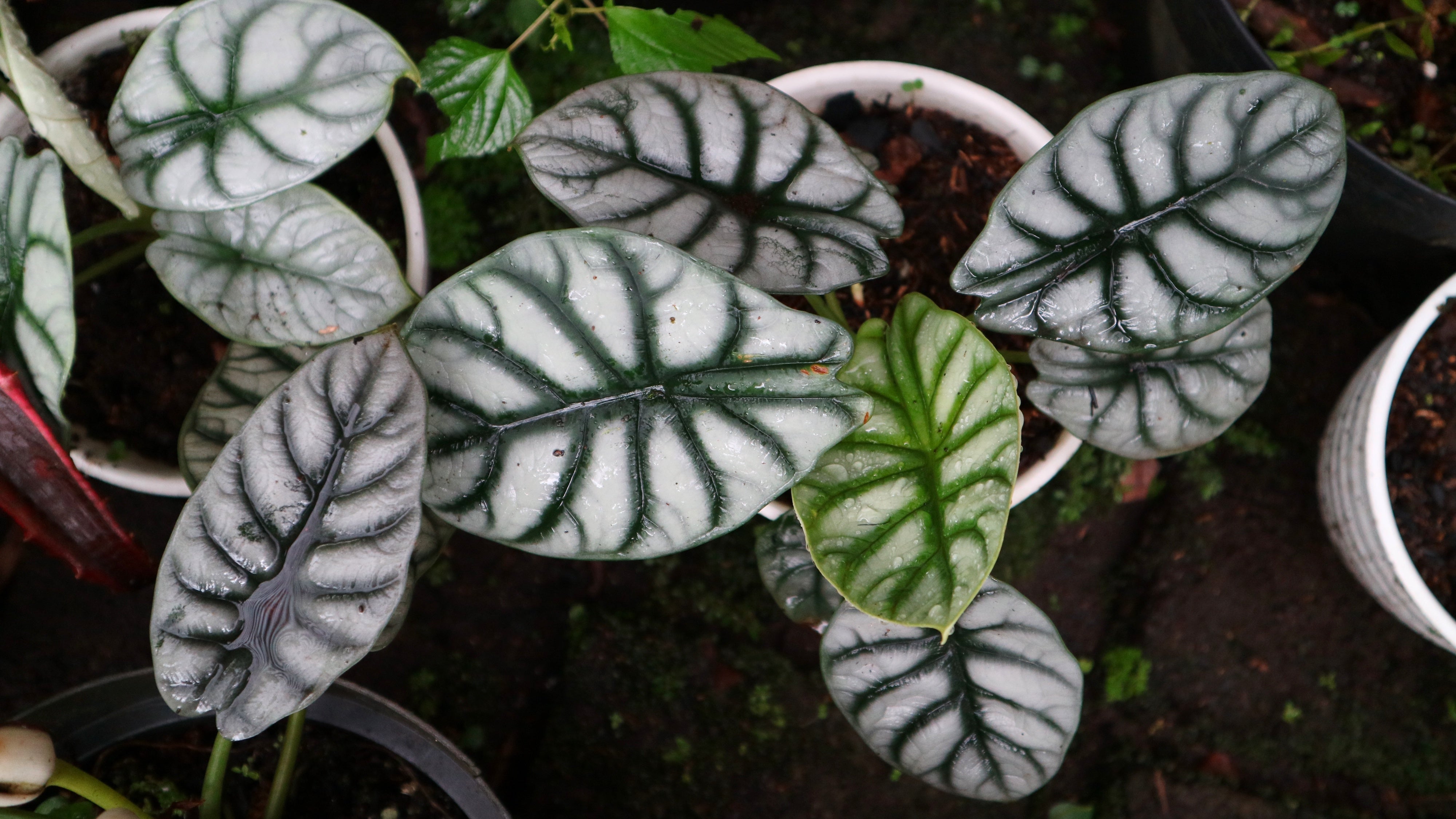 Alocasia Silver Dragon Houseplants From Above