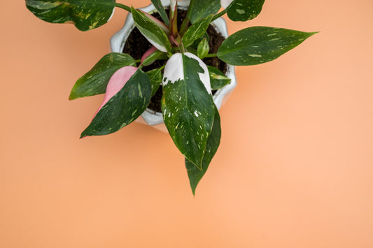 philodendron white princess from above agains a orange background