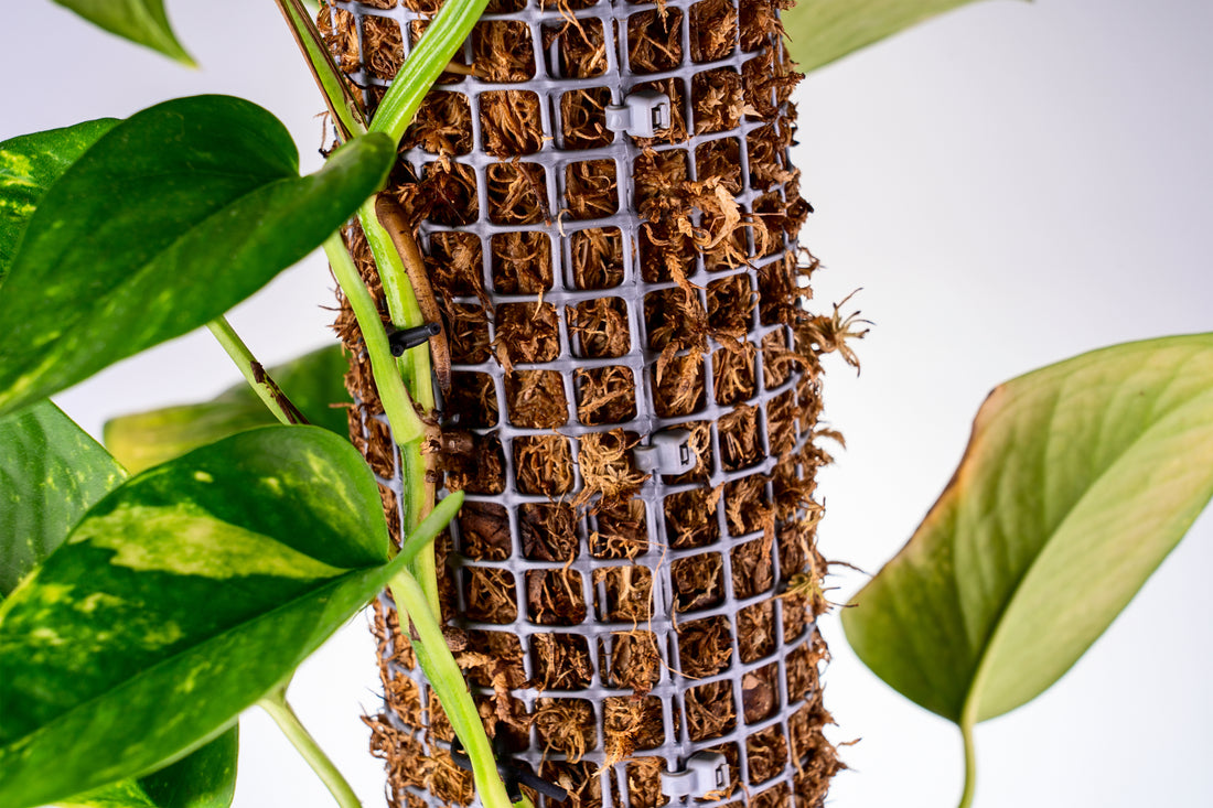 Up Close Picture Of Moss Pole With Pothos Houseplant Climbing