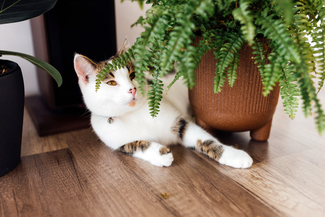 Happy Cat Lounging Under A Cat-Safe Boston Fern Houseplant