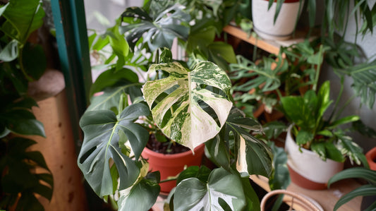 picture of potted houseplants with a Monstera Albo in the center