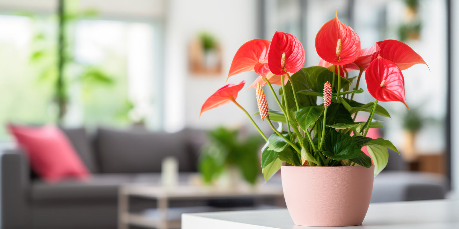 Anthurium pink houseplant in a modern pink potter