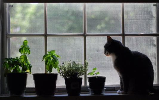 Silhouette Of A Cat On A Windowsill Looking At Feline Friendly Houseplants