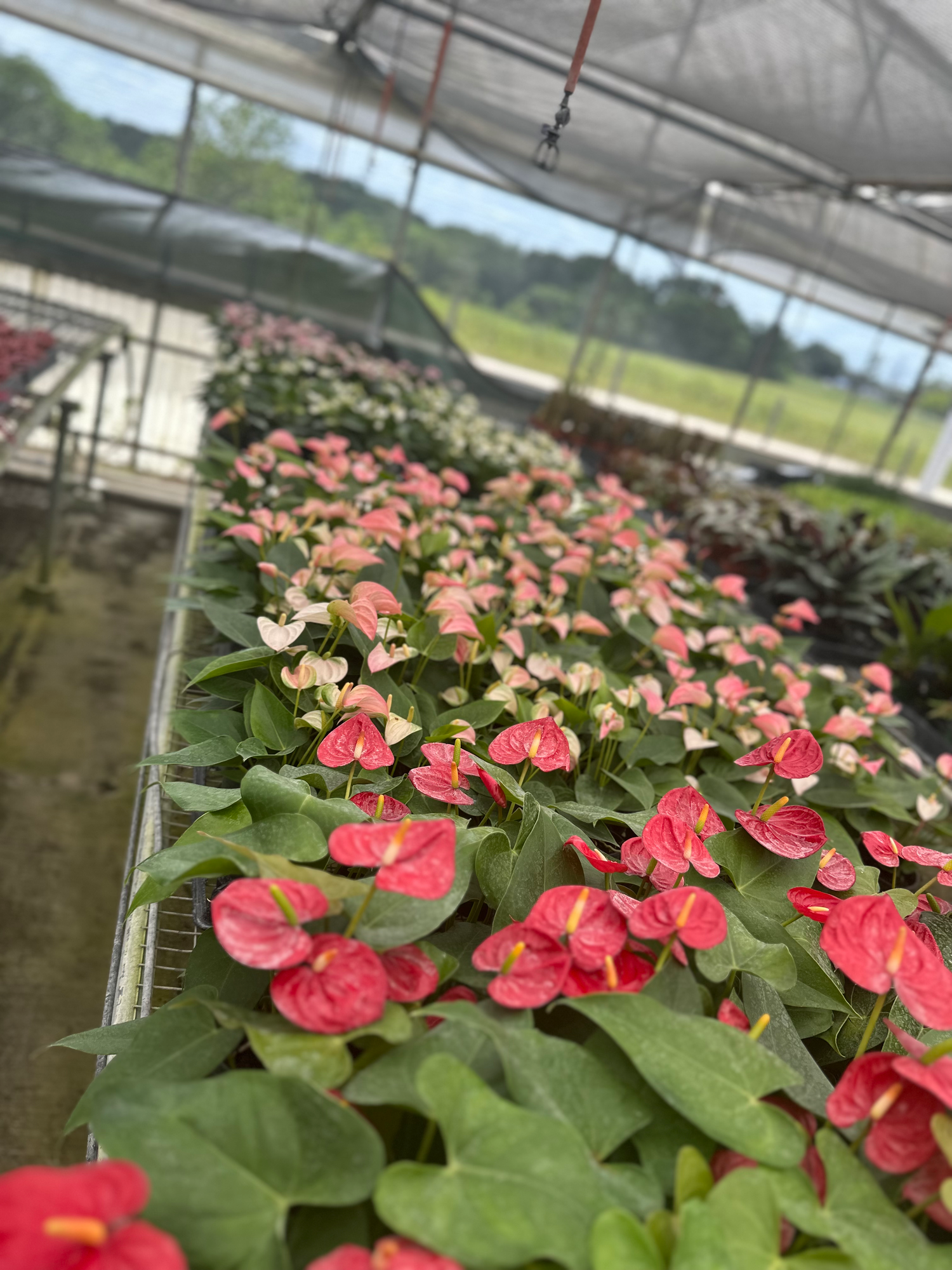 Mastering The Art Of Anthurium Care: The Best Houseplant To Gift