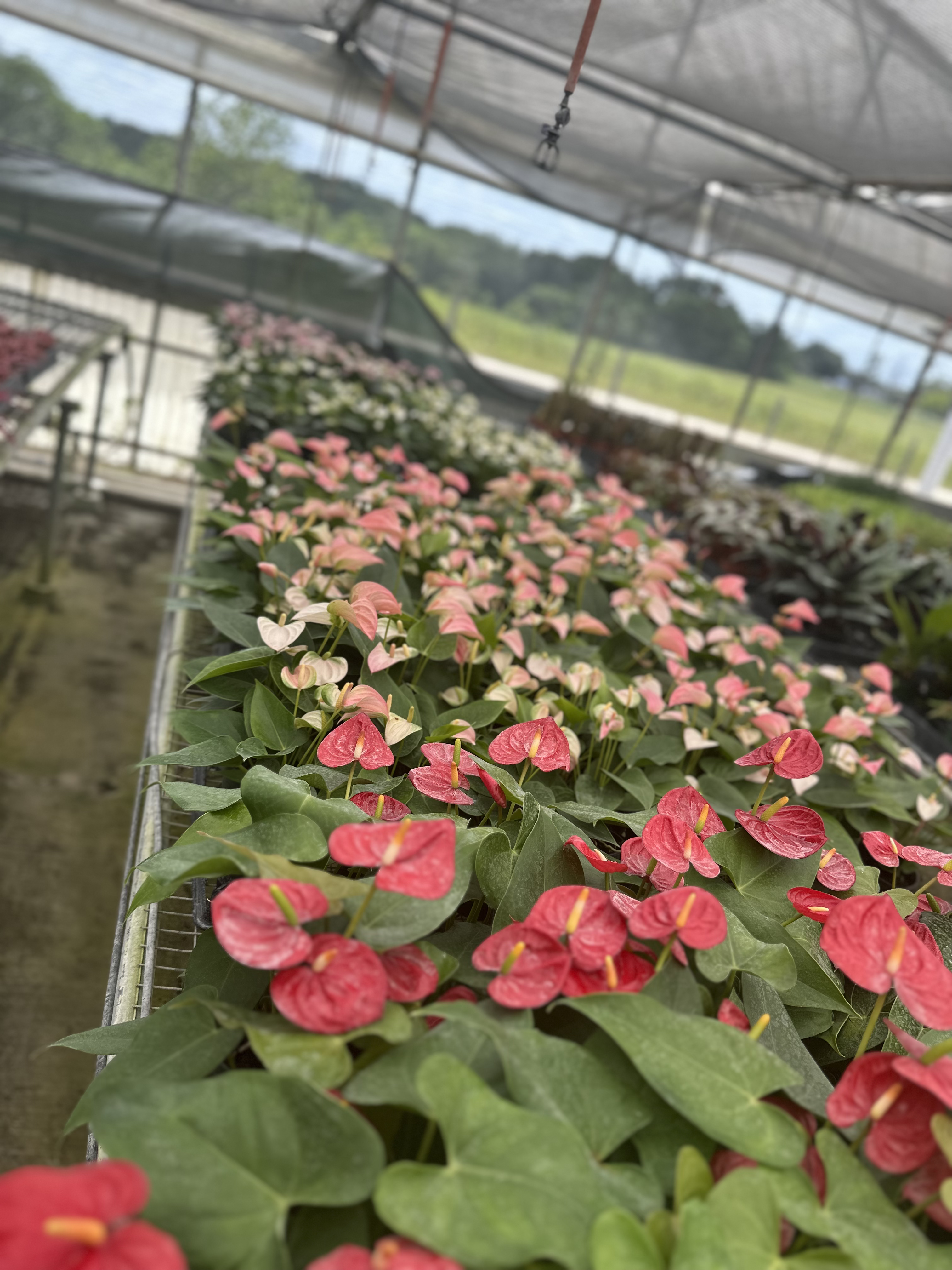 Mastering The Art Of Anthurium Care: The Best Houseplant To Gift