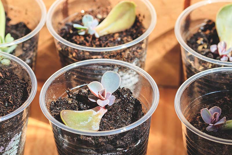 Several See Through Cups With Dirt and Propagated Succulents Beginning To Root