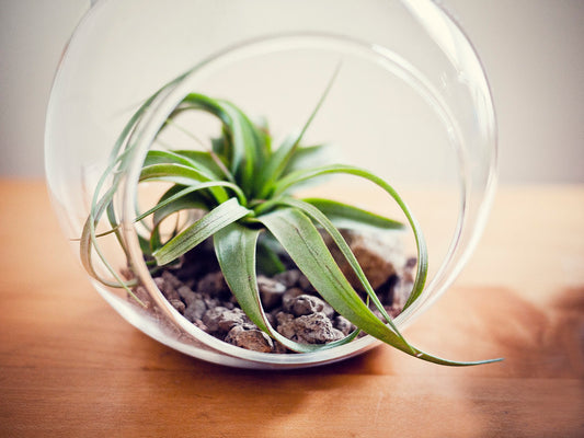 Small Air Plant In A Glass Dome