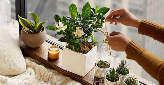 Woman Misting Succulent With Modern Glass Mister