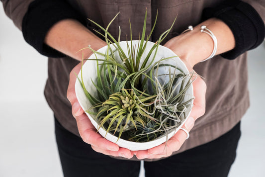 Woman Holding A Bowl Of Air Plants With Both Hands
