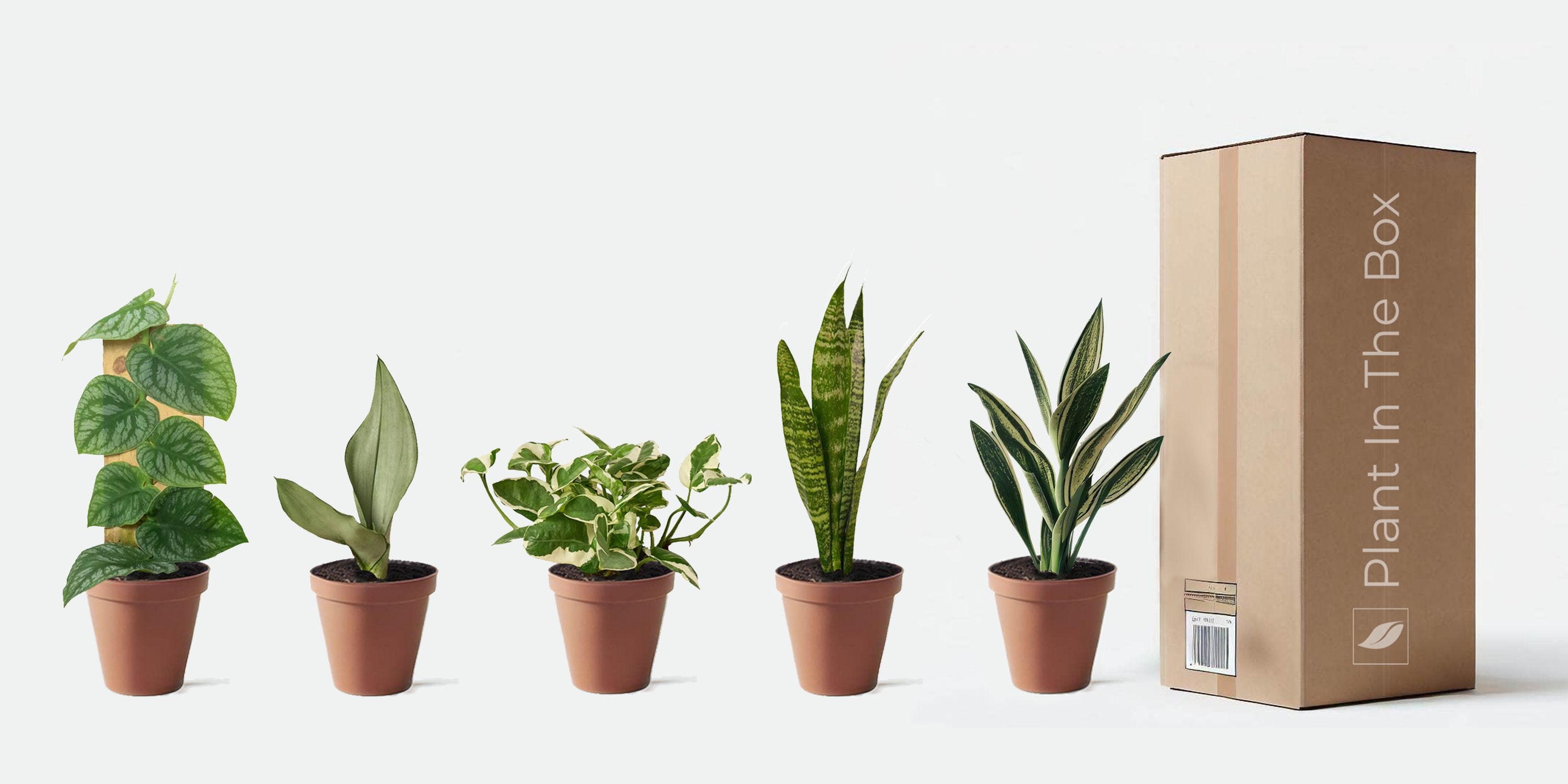 a variety of house plants in nursery pots against a muted pink background