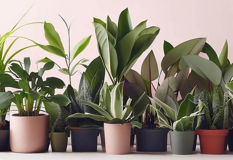 a variety of house plants in nursery pots against a muted pink background