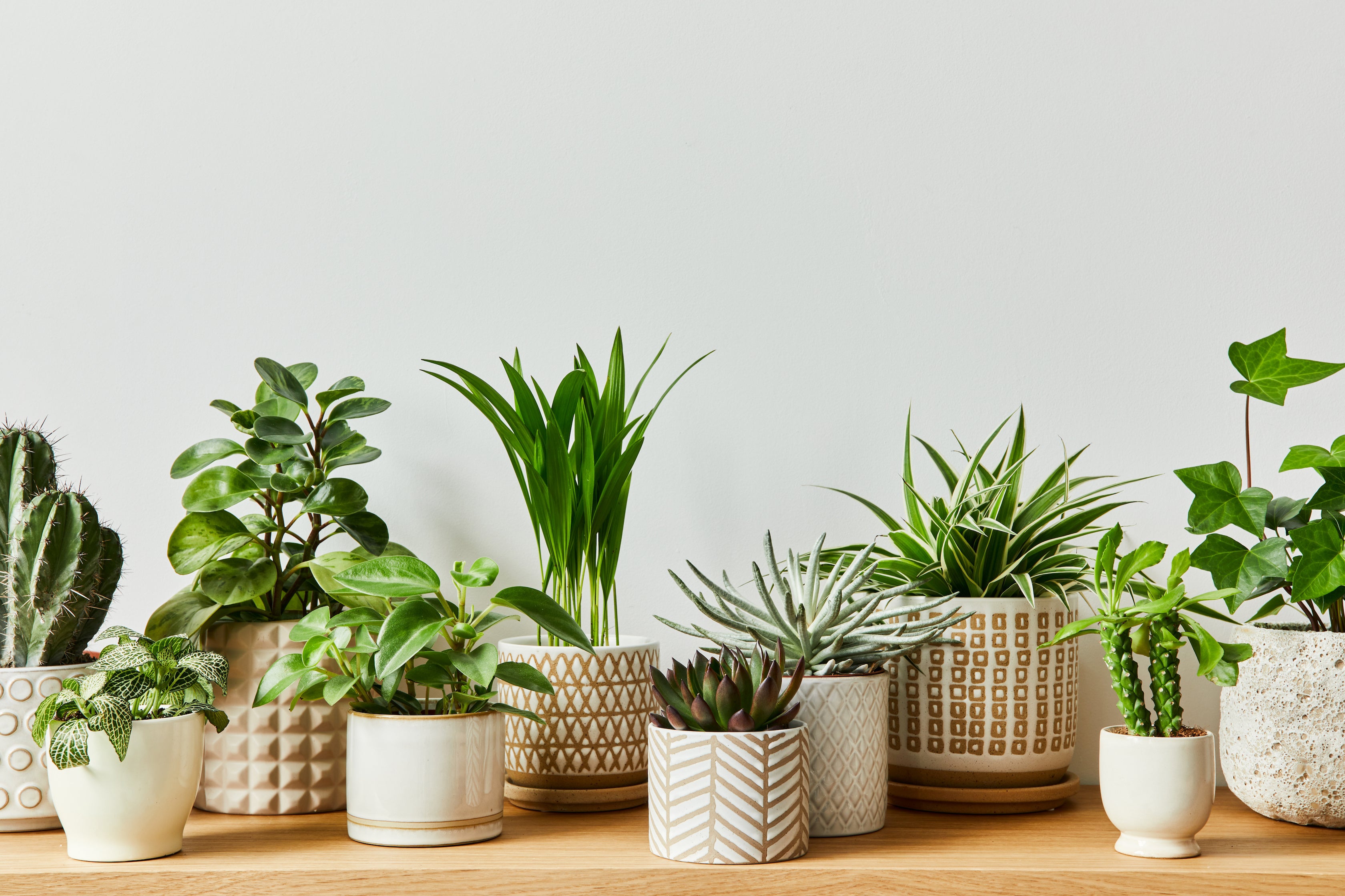 Top 10 Low-Maintenance Indoor Houseplants To Gift