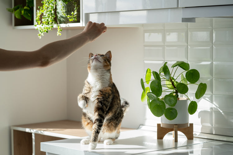 Dog And Cat Safe Indoor Houseplants