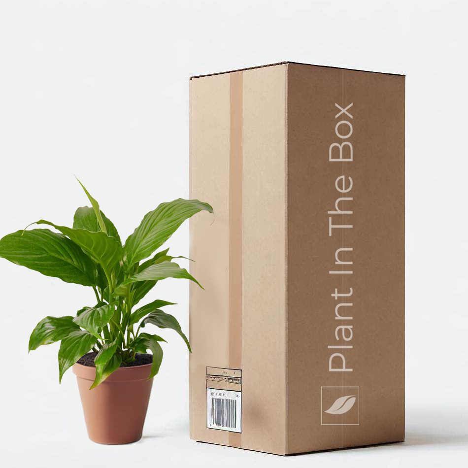 Peace Lily plant gift to send get-well wishes