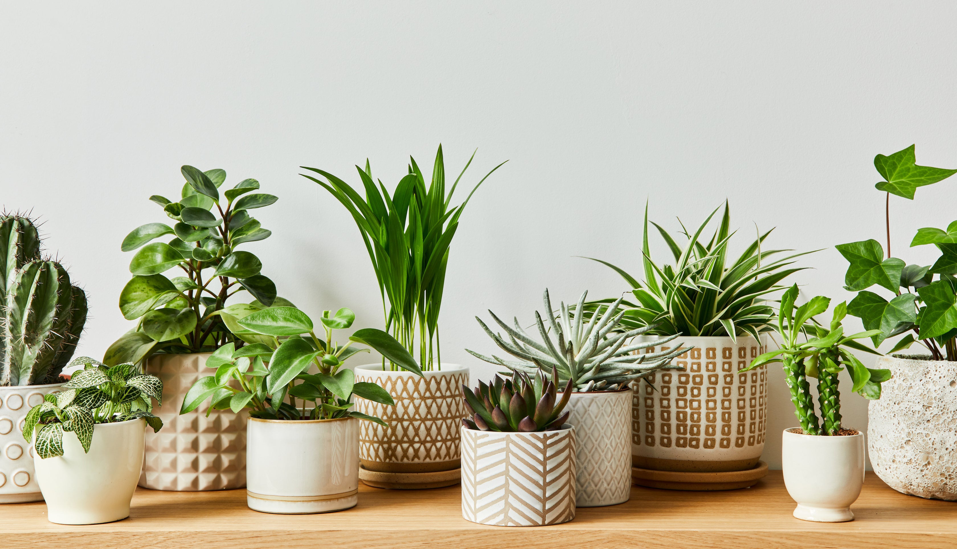 Plant In The Box | Tailored Subscriptions & Lush Indoor Houseplants