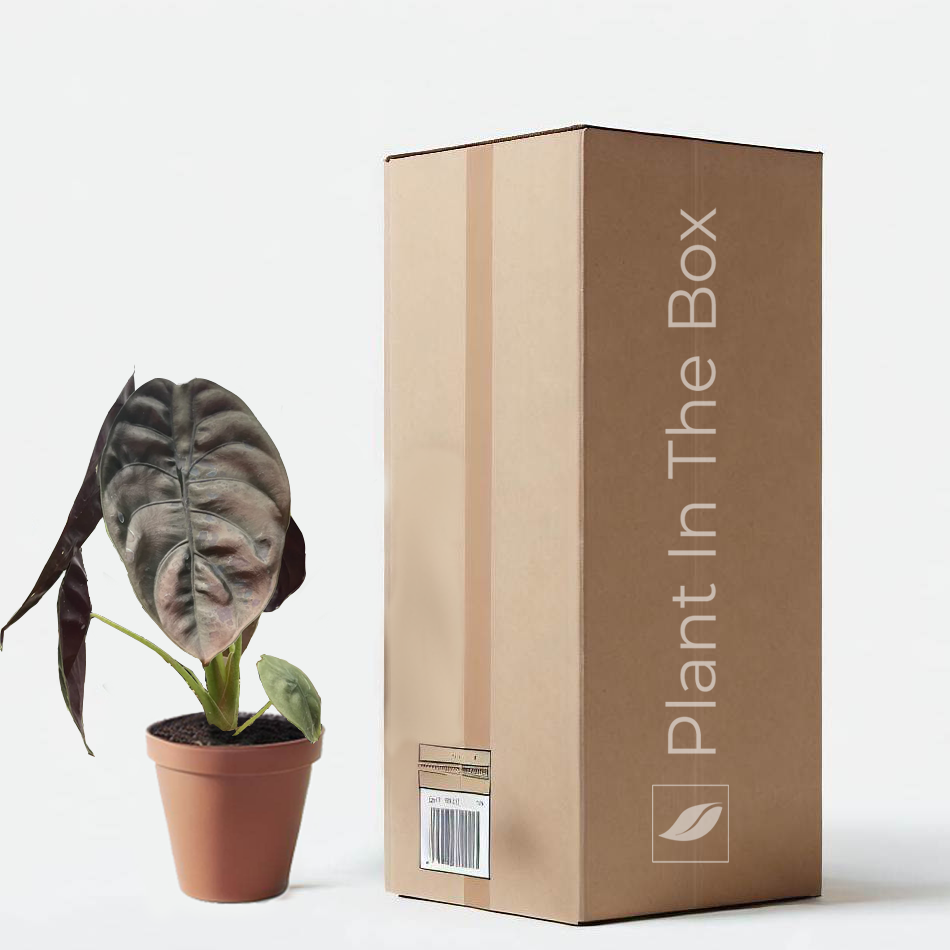 Alocasia Cuprea 'Red Secret' in a grow pot