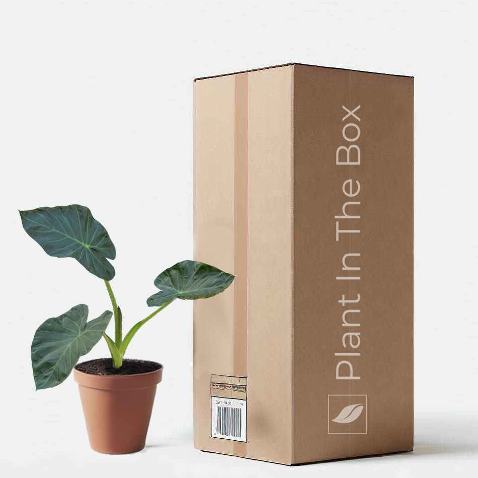 Alocasia 'Regal Shields' in a grow pot