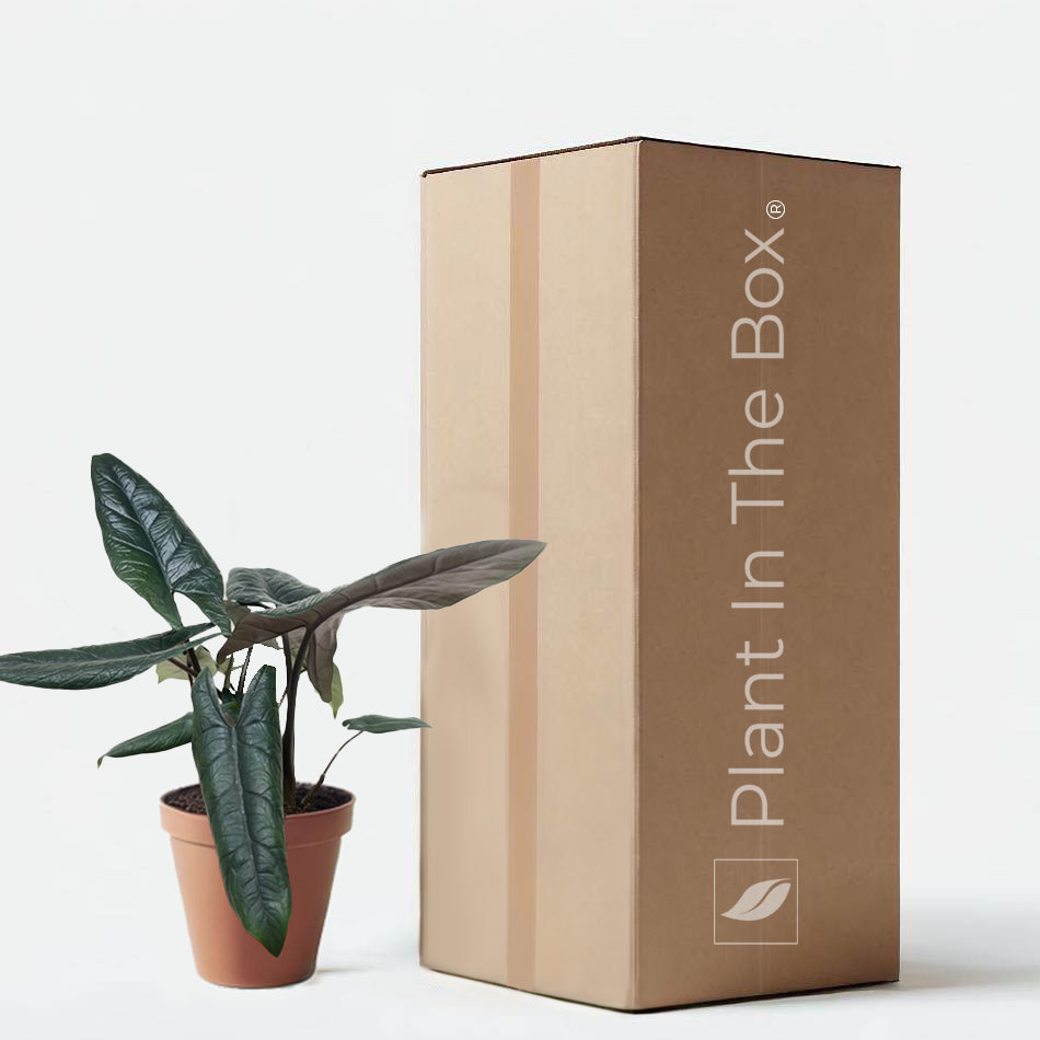 Alocasia Scalprum plant with narrow ridged metallic green leaves in a nursery pot