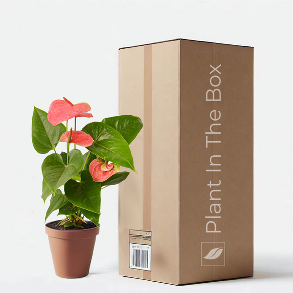 anthurium andraeanum in water Anthurium Andraeanum 'Pink' | Send A Plant Gift Box