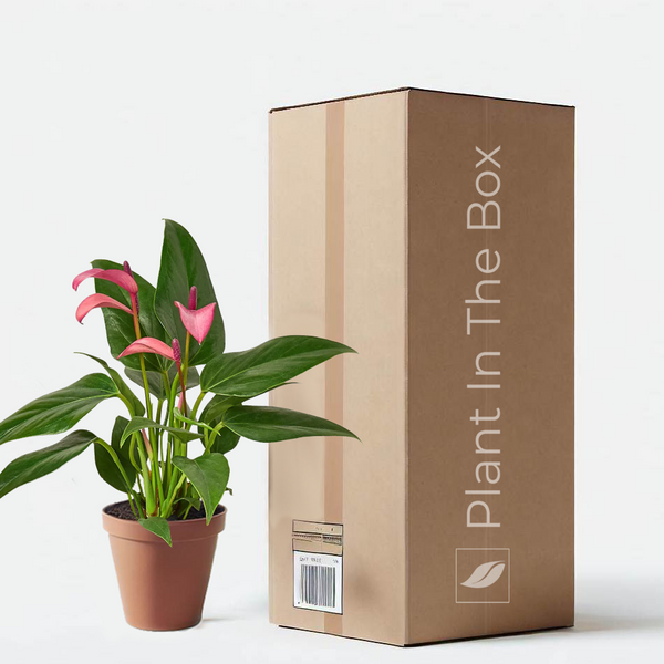 anthurium andraeanum purple Anthurium Andraeanum 'Purple' | Send A Plant Gift Box