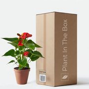 Anthurium Andraeanum 'Red' in a grow pot