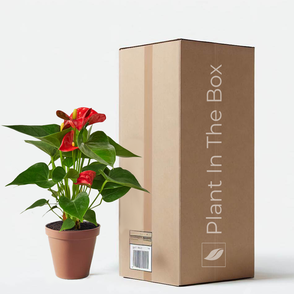 Anthurium Andraeanum 'Red' in a grow pot