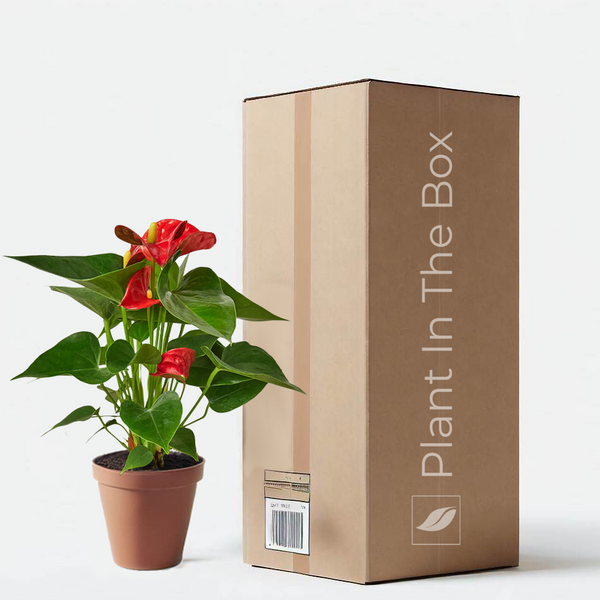 anthurium andraeanum price Anthurium Andraeanum 'Red' | Send A Plant Gift Box