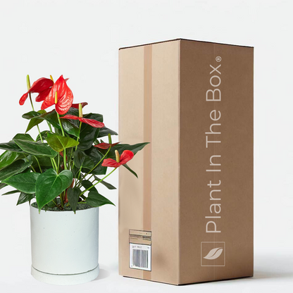 Perfectly Potted Houseplant Gift Box